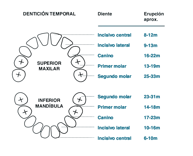 Dentición temporal